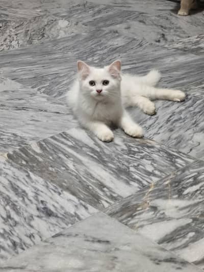 Persian triple coated kittens