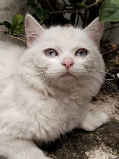 Persian pair kitten