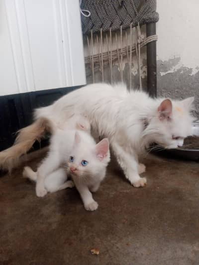 Persian cat baby