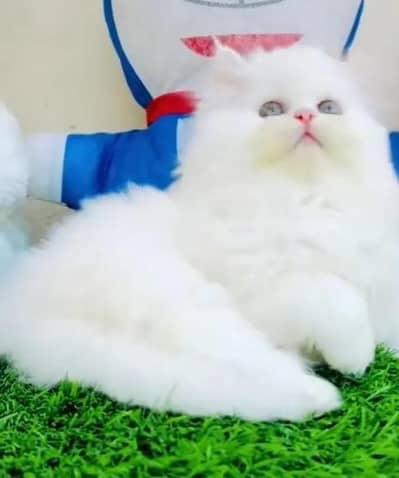 (Persian female kitten) (for sale all) (Pakistan delivery available)