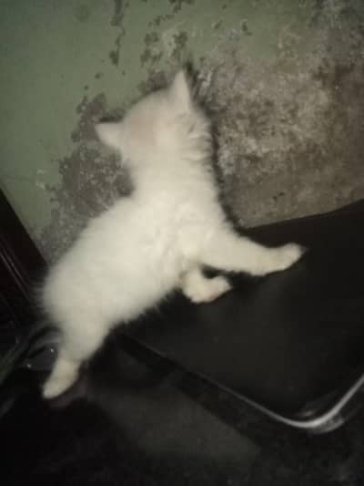 cute and healthy baby cat