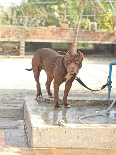 Pure American Pitbull