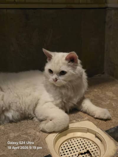 pershin cat yellow eyes triple coad