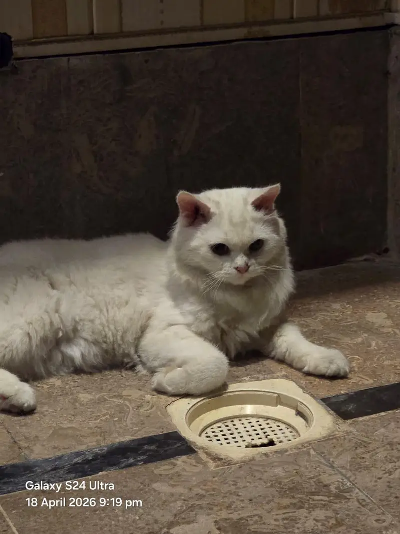 pershin cat yellow eyes triple coad — photo 2