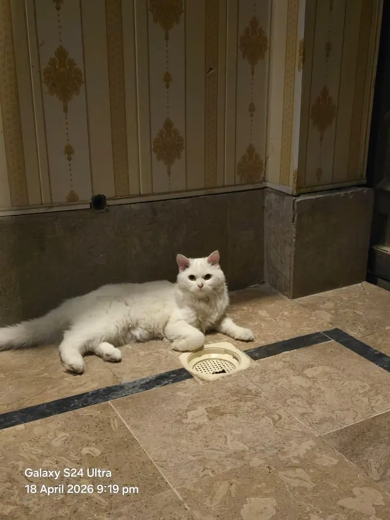 pershin cat yellow eyes triple coad — photo 3