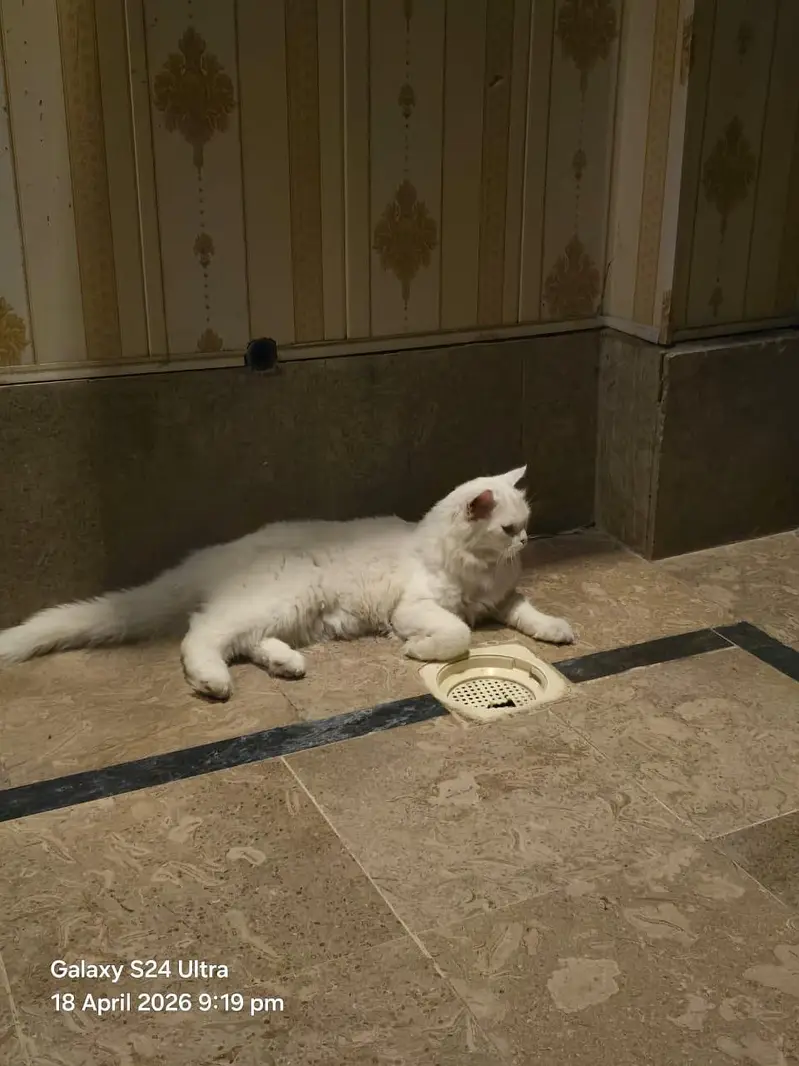 pershin cat yellow eyes triple coad — photo 4