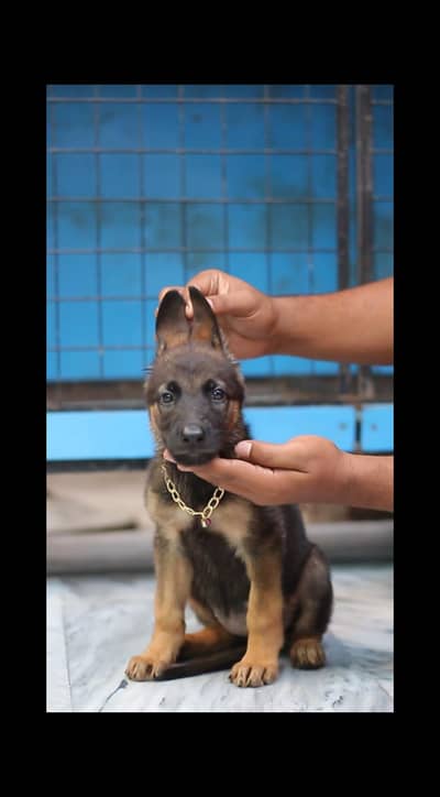 female German shepherd dog-german puppy