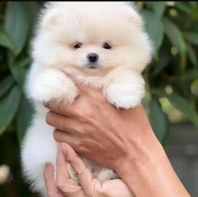 Pomeranian puppies for sale 2 month age Whatsapp no 03291198929