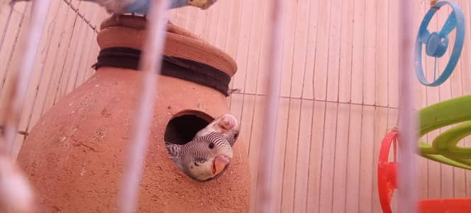 Home care birds