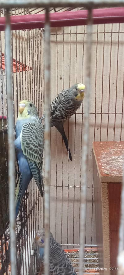 Home care birds