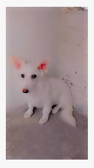 Russian dog female pink nose long coat  for sale