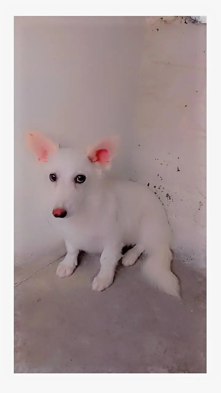Russian dog female pink nose long coat  for sale