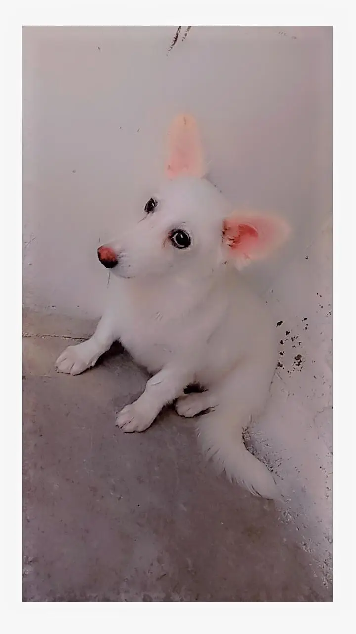 Russian dog female pink nose long coat  for sale — photo 2