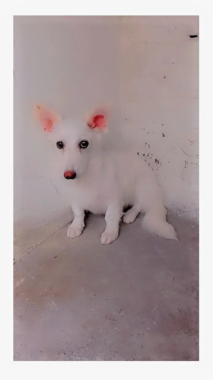 Russian dog female pink nose long coat  for sale — photo 3