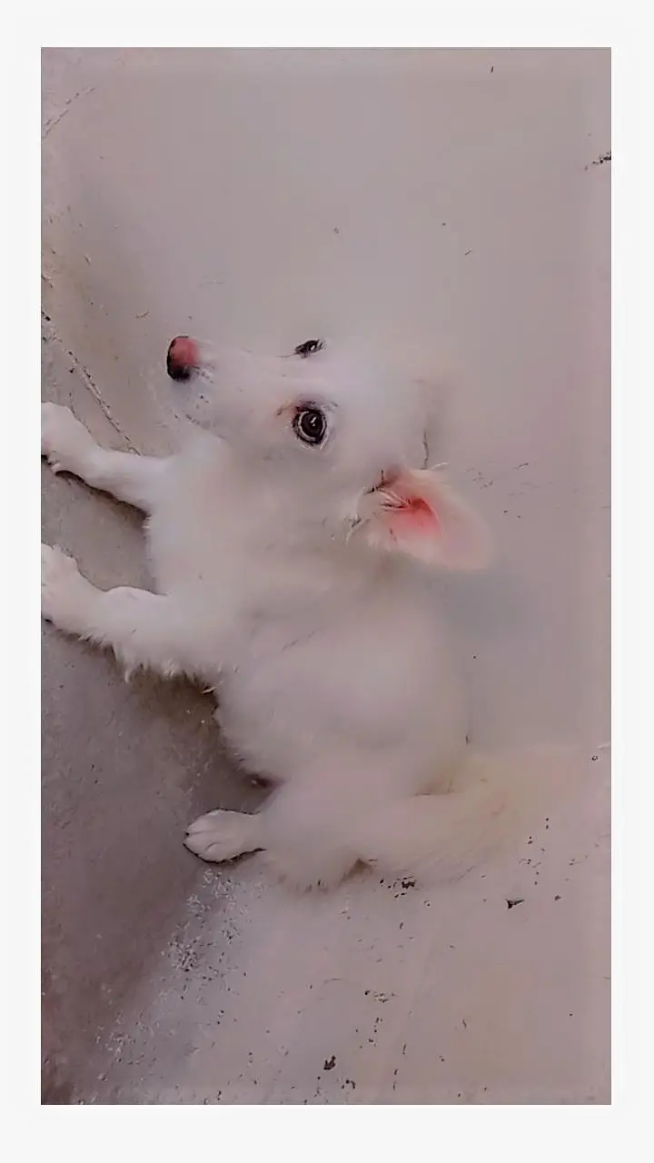 Russian dog female pink nose long coat  for sale — photo 4