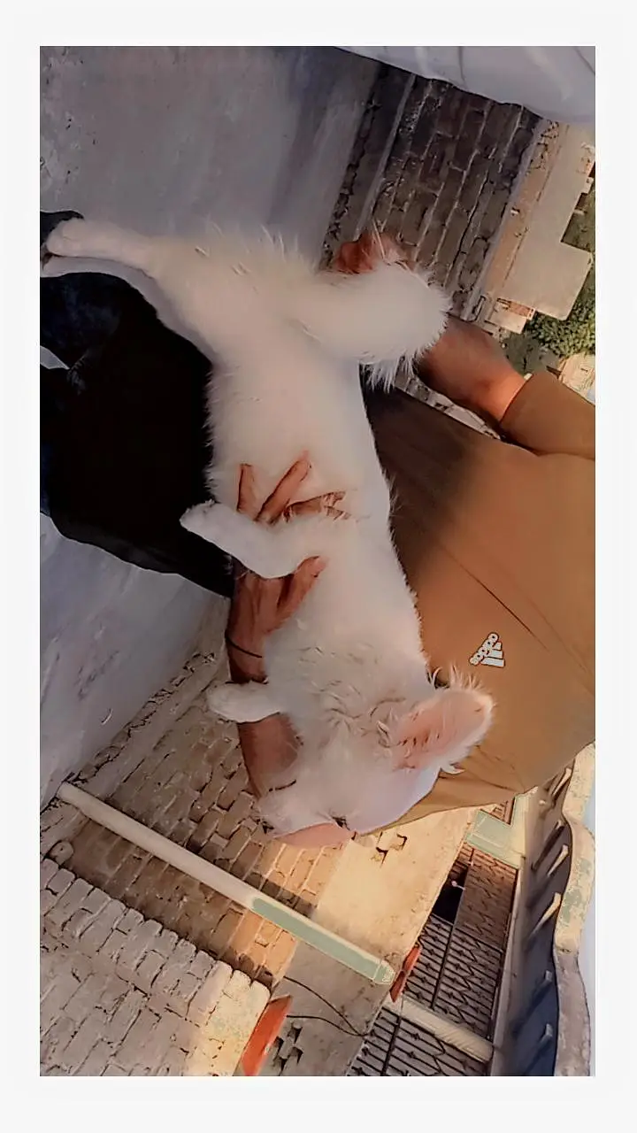 Russian dog female pink nose long coat  for sale — photo 5