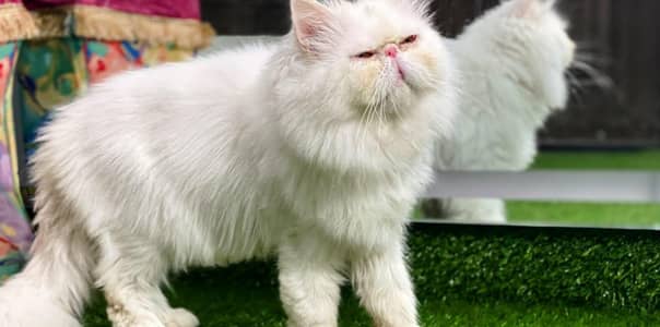 peki/ peke/ paki male cat