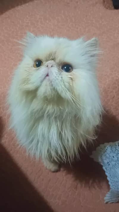 peki/ peke/ paki male cat