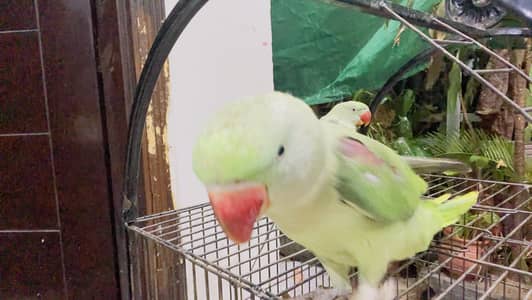 Raw parrots pair