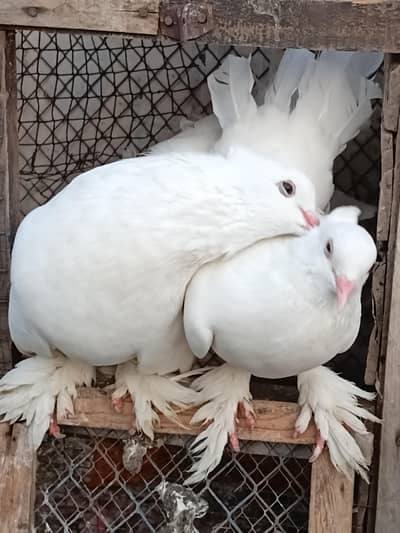 American Breeder Pair With Chick