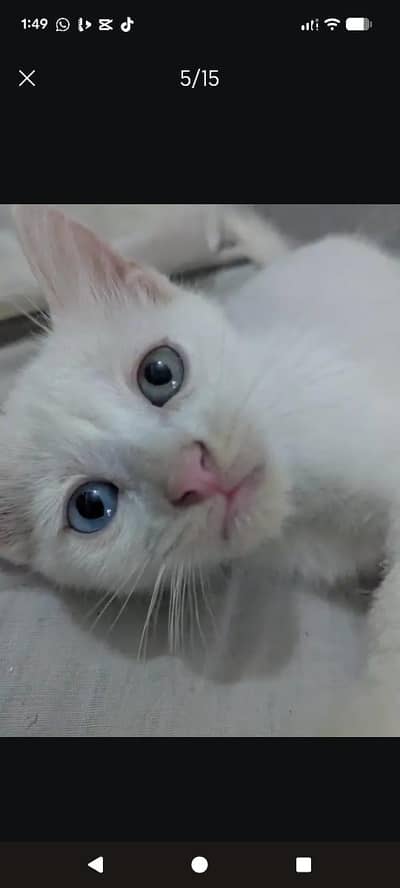 persian cats male female available
