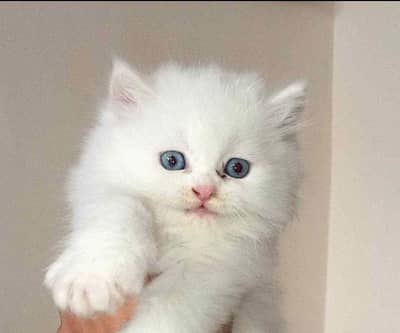 Percian Cat