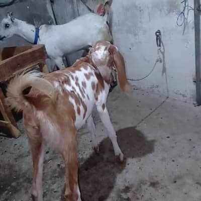 ready tu breed healthy and active