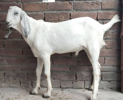 Bakra for sale 2027