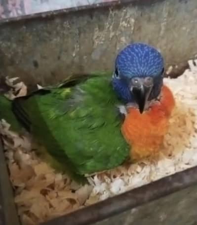 Red Collar Lory Chick