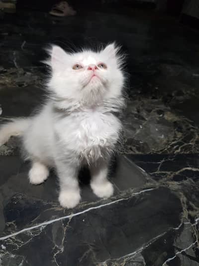 *Persian Cats Available for sale*