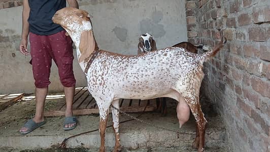 makhi cheeni