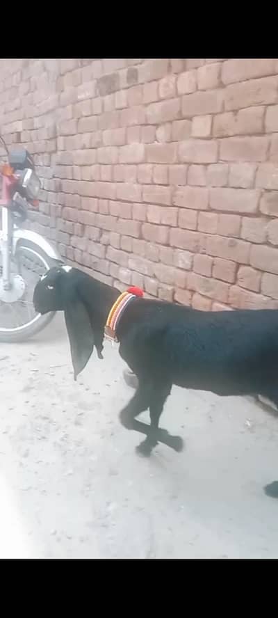 pure bhitar female 03260441527