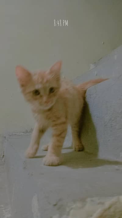 Cat for Sall