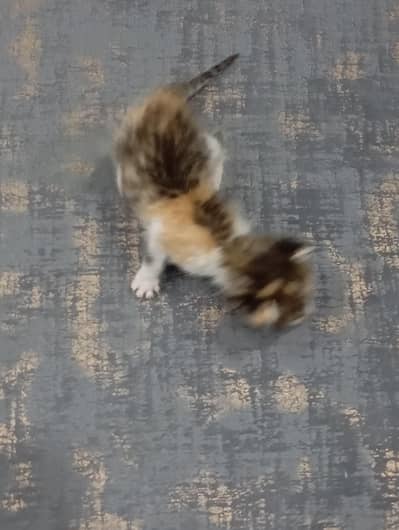 kitten for sale