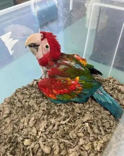 Red Macaw parrot for sale 2 month age Whatsapp no 03291198929