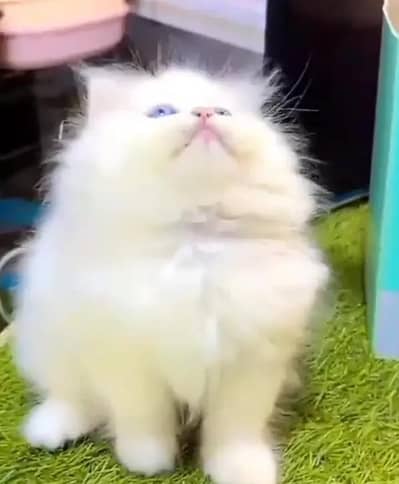 (Persian female kitten) (for sale all) (Pakistan delivery available)