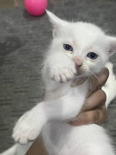 White kittens