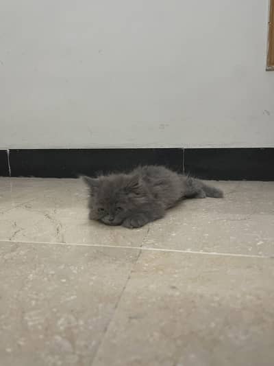 Persian Cat and Kittens; Urgent Sale