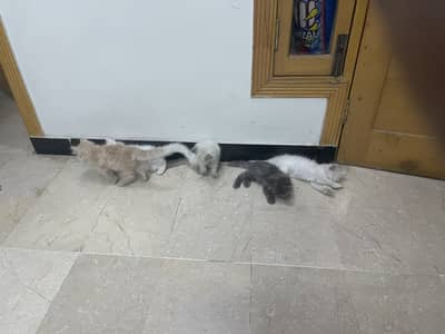 Persian Cat and Kittens; Urgent Sale(03202610143)