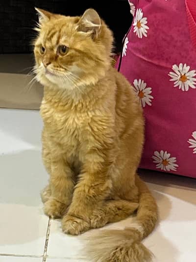 Fully Trained and groomed persian cat