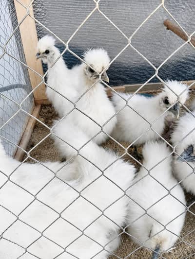Silkie Chicks