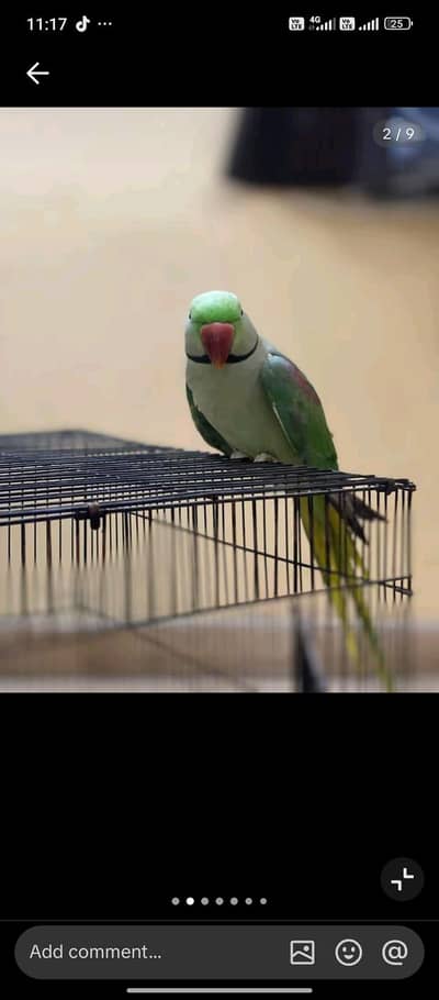 Kashmiri raw parrot for sale
