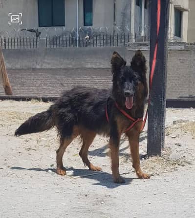 German Shepherd female long coat for sale 6 mahine Umar