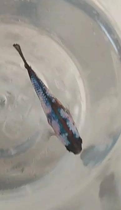 young pair and beautiful pair of betta