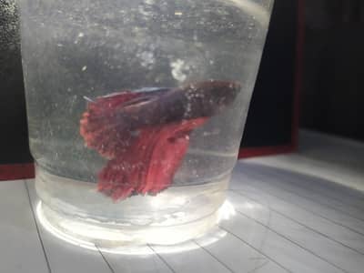 young  male betta