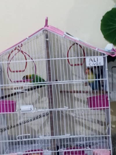 love bird pair