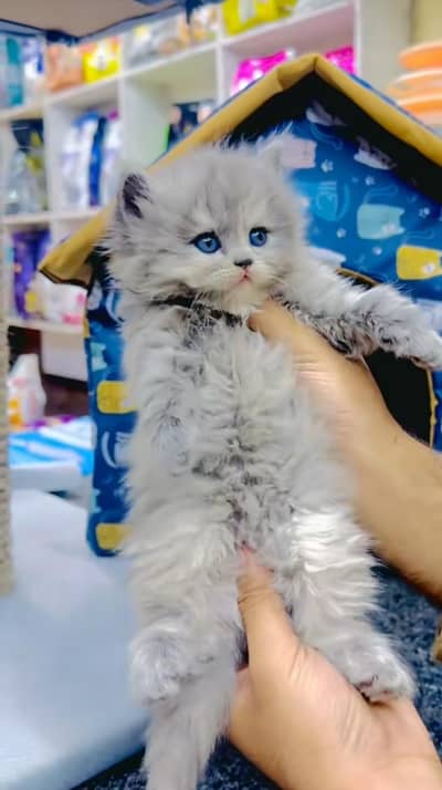 pure Persian cats vaccinated triple coated/WhatsApp 03254583038