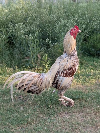 High quality shajra murga and sawa and two hens