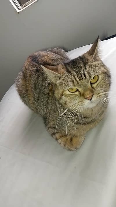 short hair tabby cat. thick coat