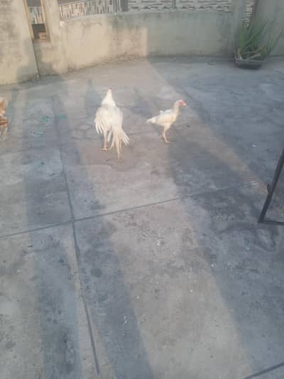 hera hen pair